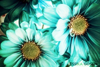cropped-daisies01.jpg